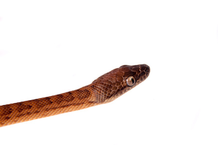 Puerto Rican boa, Chilabothrus inornatus, isolated on white backgorund