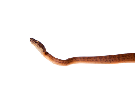 Puerto Rican boa, Chilabothrus inornatus, isolated on white backgorundの写真素材
