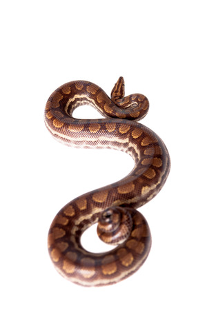 Rainbow tree boa, Epicrates Crassus, isolated on white background