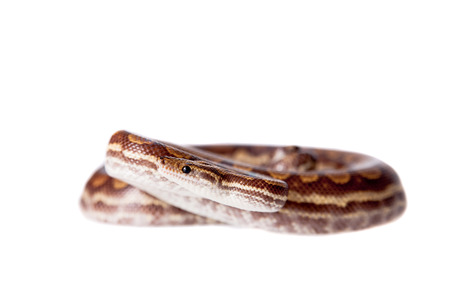 Rainbow tree boa, Epicrates Crassus, isolated on white background