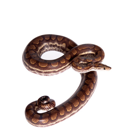 Rainbow tree boa, Epicrates Crassus, isolated on white background