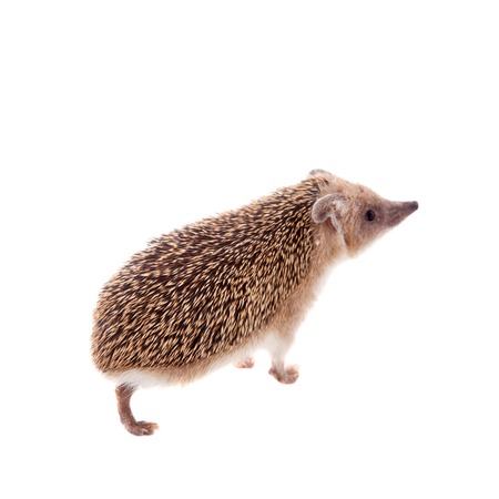 Long-eared hedgehog on whiteの写真素材