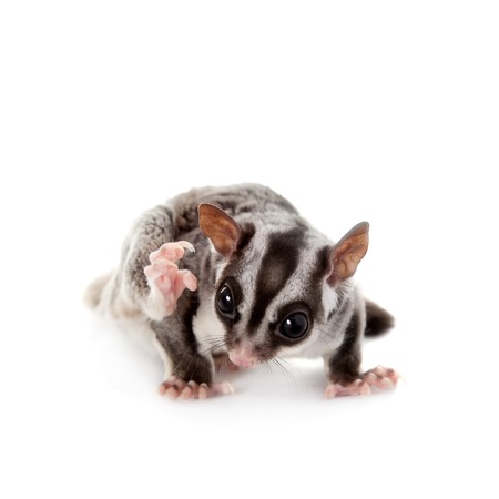 Sugar glider, Petaurus breviceps, on whiteの写真素材