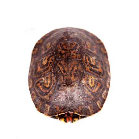 The Painted wood turtle on whiteの写真素材