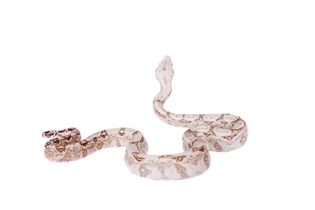 The common boa on white background
