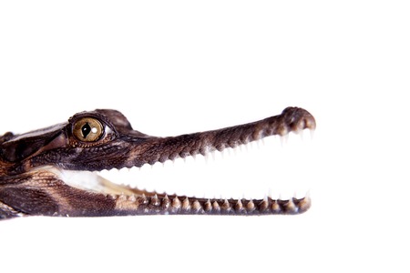 The false gharial , Tomistoma schlegelii, on white