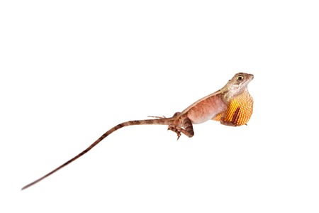 The Brown-patched Kangaroo lizard on whiteの写真素材
