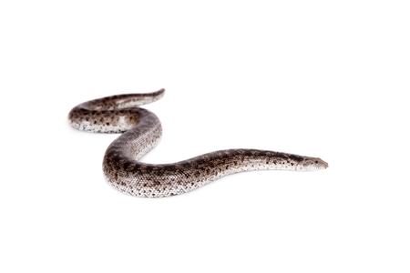 The nogai dwarf sand boa on white