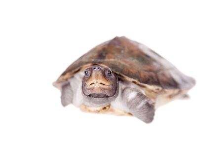 Painted river terrapin, Batagur borneoensis, isolated on white background.
