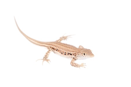 The rapid fringe-toed lizard, Eremias velox, isolated on white backgroundの写真素材