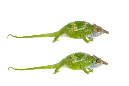 Fischer's chameleon, Kinyongia fischeri isolated on white backgroundの写真素材