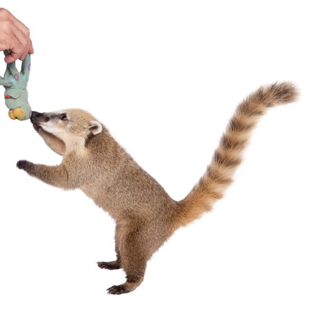 South American coati, Nasua nasua, baby isolated on white backgroundの写真素材