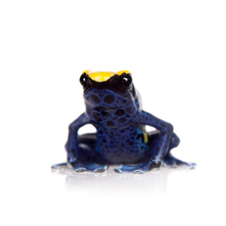 Robertus dyeing poison dart frog, Dendrobates tinctorius, isolated on white background