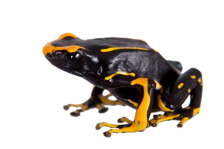 Alanis dyeing poison dart frog, Dendrobates tinctorius, isolated on white background