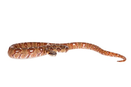 Malagasy tree boa, sanzinia madagascariensis, isolated on white background