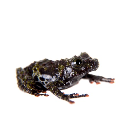 Theloderma bicolor, rare spieces of frog isolated on white backgroundの写真素材