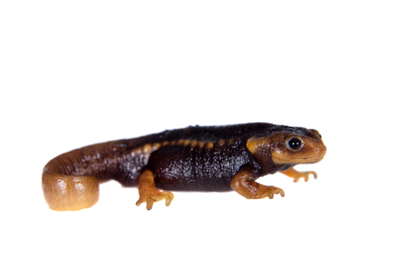 Himalayan newt, Tylototriton verrucosus, isolated on white backgroundの写真素材