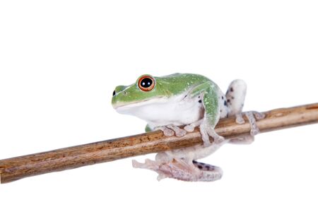 Green back flying tree frog, Rhacophorus dorsoviridis, isolated on white background