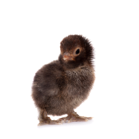 Small black chick isolated on white backgroundの写真素材