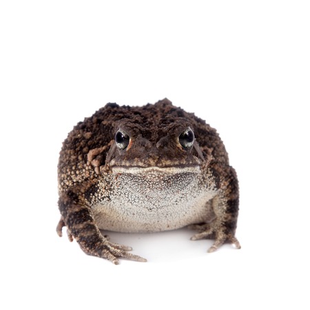 Eastern olive toad, Amietophrynus garmani, isolated on white backgroundの写真素材