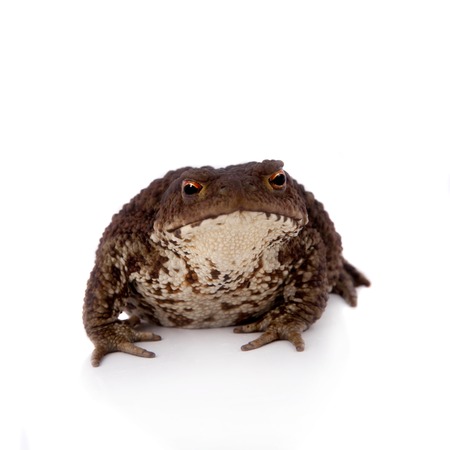 Bufo bufo. Common or European toad on white backgroundの写真素材
