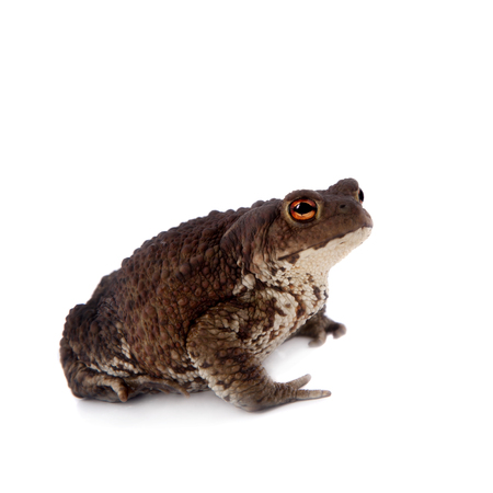 Bufo bufo. Common or European toad on white backgroundの写真素材