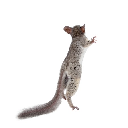 The Senegal bushbaby, Galago senegalensis, isolated on white background