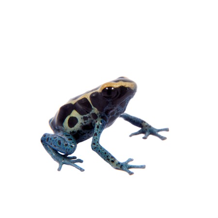 Awarape Blue Dyeing Poison Dart Frogling, Dendrobates tinctorius, on white background.の写真素材