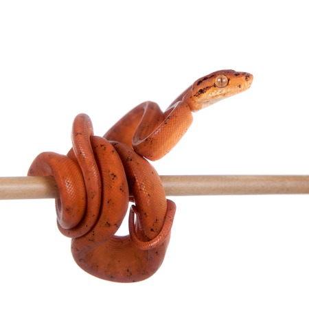 Red Amazon tree boa, corallus hortulanus, isolated on white background