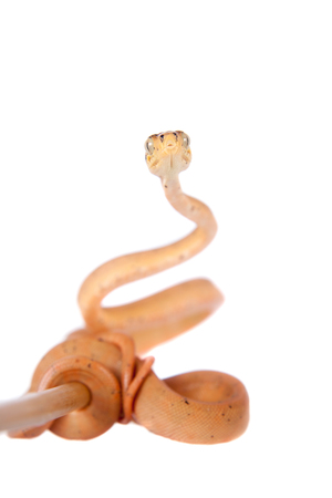 salmon Amazon tree boa, corallus hortulanus, isolated on white backgroundの写真素材