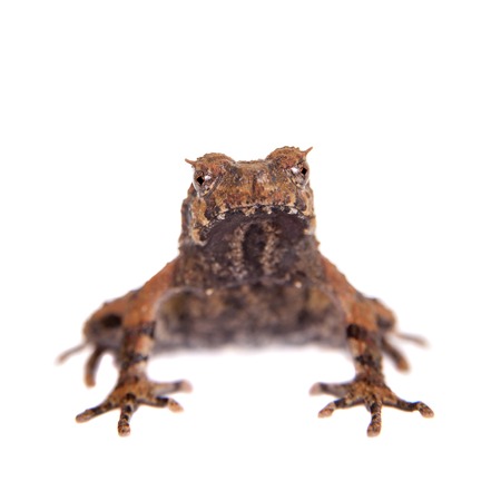 Bulldog frog, ophryophryne hansi, male isolated on white backgroundの写真素材