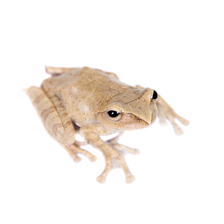 Hoanglien flying tree frog, Rhacophorus hoanglienensis, isolated on white background
