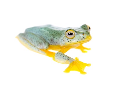 Malabar flying tree frogling, Rhacophorus malabaricus, isolated on white background