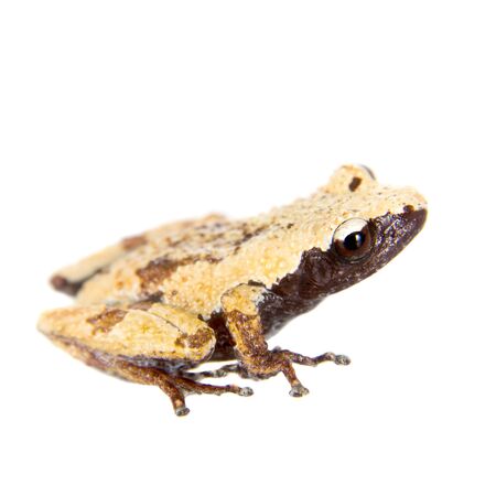 Theloderma chyangsinense, rare spieces of mossy frog, isolated on white background
