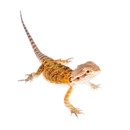 Red Bearded dragon, Pogona vitticeps, isolated on white backgroundの写真素材