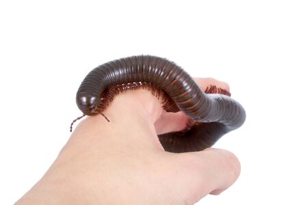 The Millipede or Myriapoda isolated on white backgroundの写真素材
