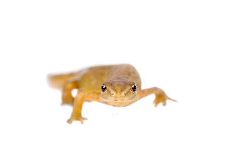 The smooth or common newt, Lissotriton or Triturus vulgaris, isolated on whiteの写真素材
