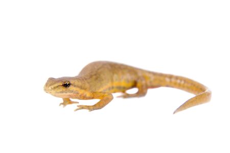 The smooth or common newt, Lissotriton or Triturus vulgaris, isolated on whiteの写真素材