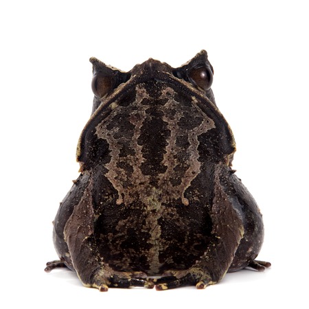 The long-nosed horned frog, Megophrys nasuta, isolated on white backgroundの写真素材