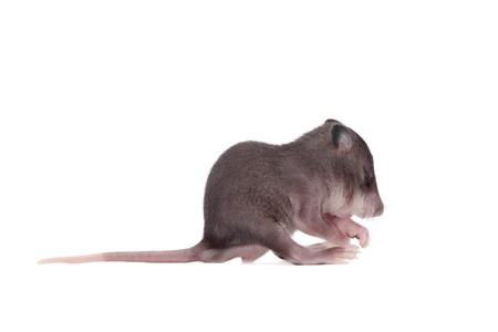 Gambian pouched rat cub, Cricetomys gambianus, isolated on white backgroundの写真素材