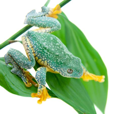 The fringe tree frog, Cruziohyla craspedopus, isolated on white backgroundの写真素材