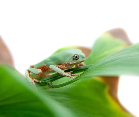 Leaf frog Phyllomedusa ayeaye isolated on white backgroundの写真素材