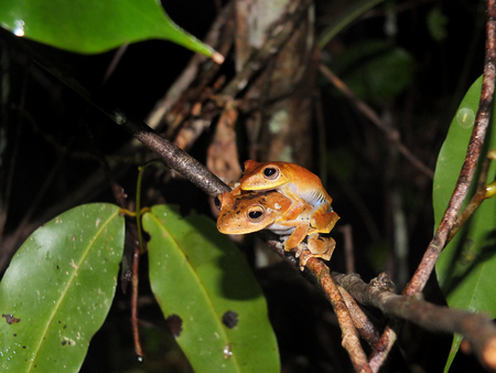 Pair of Convict tree frog, Hypsiboas calcaratus, sitting on a jungle tree branch