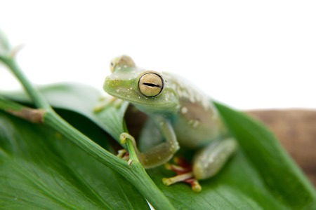 The Canal Zone tree frog, Hypsiboas rufitelus, isolated on whiteの写真素材
