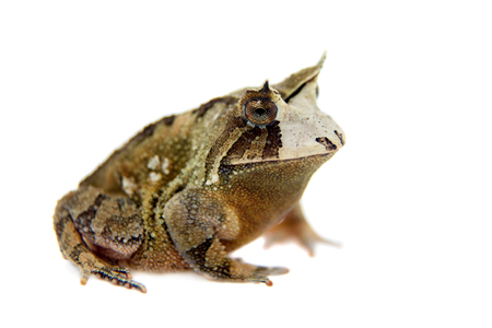 Cerrado toad, Proceratophrys boiei, isolated on white background