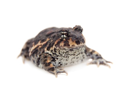 Rio Grande escuerzo, Odontophrynus cultripes, isolated on white backgroundの写真素材