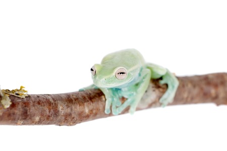 Alytolyla treefrog, Hyloscirtus alytolylax, isolated on white background
