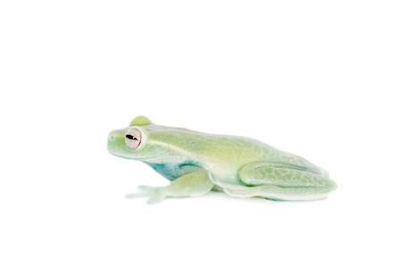 Alytolyla treefrog, Hyloscirtus alytolylax, isolated on white backgroundの写真素材