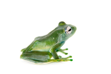 Emerald Tree frog, Boophis luteus, isolated on white background
