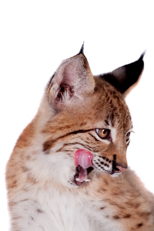Eurasian bobcat cub, lynx lynx, isolated on white backgroundの写真素材
